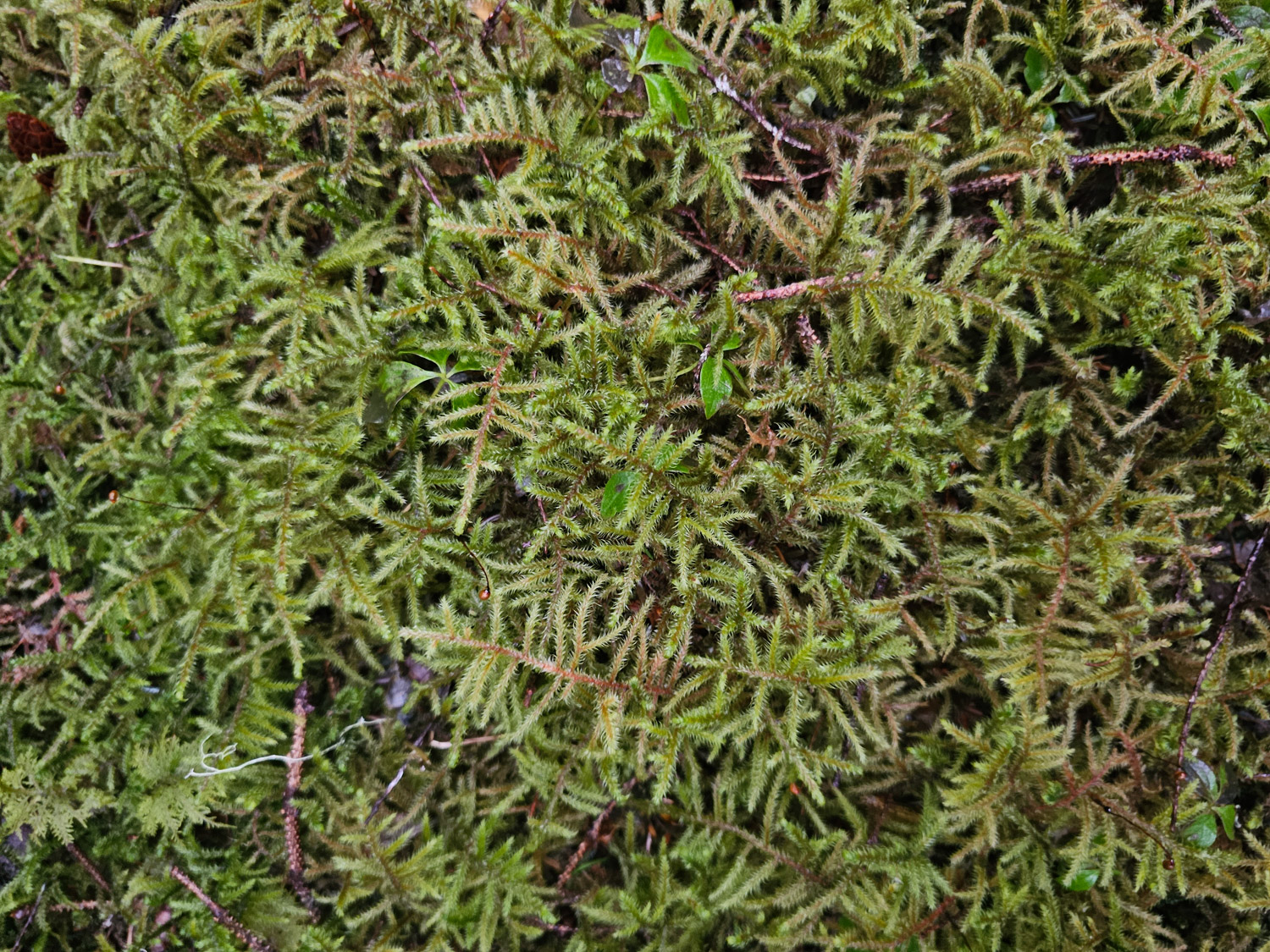 Lanky moss (Rhytidiadelphus loreus)