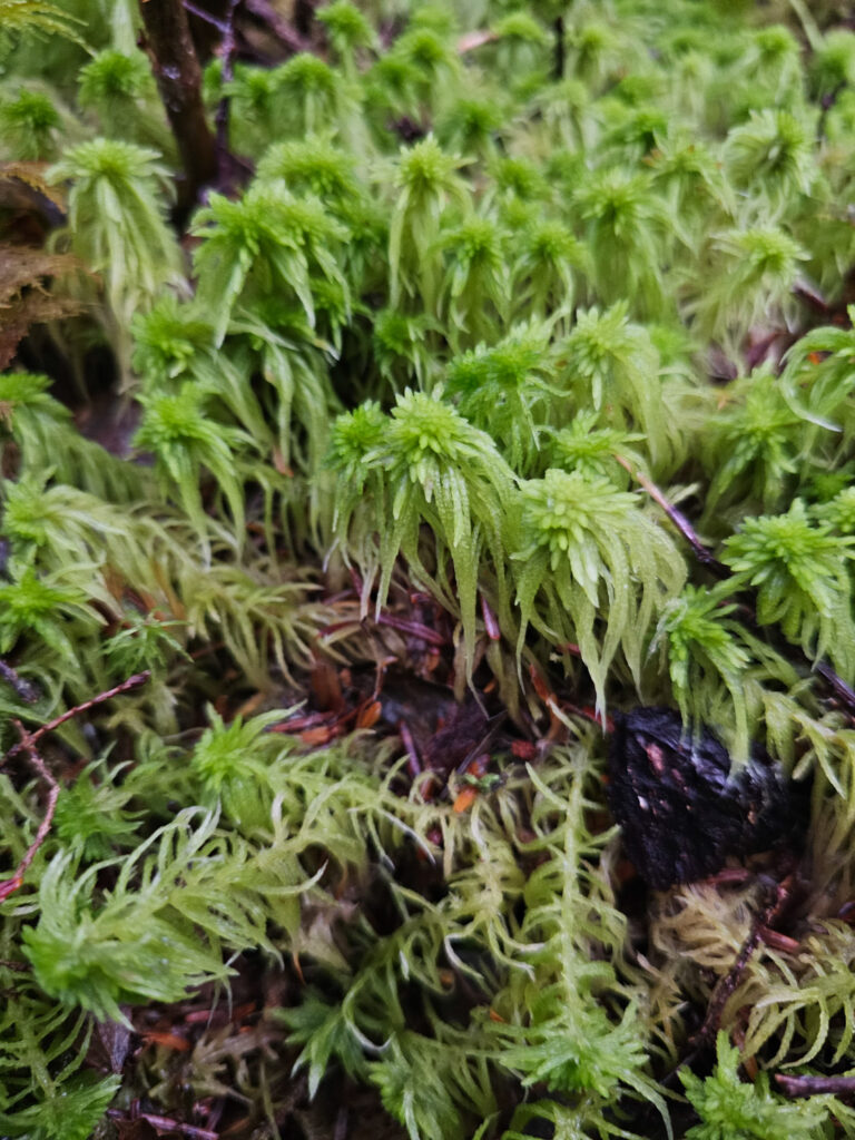 Sphagnum rubiginosum