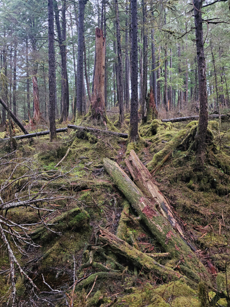 Cut Fallen Log