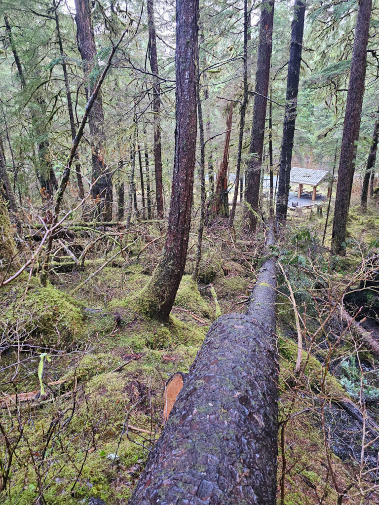 Looking Back to the Campground