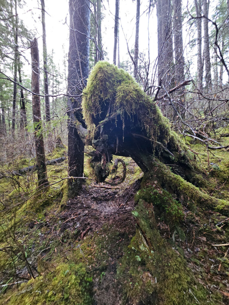 Aonter Angle on the Interesting Tree