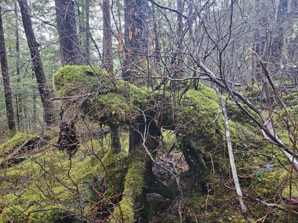 Interesting Tree Obscured View