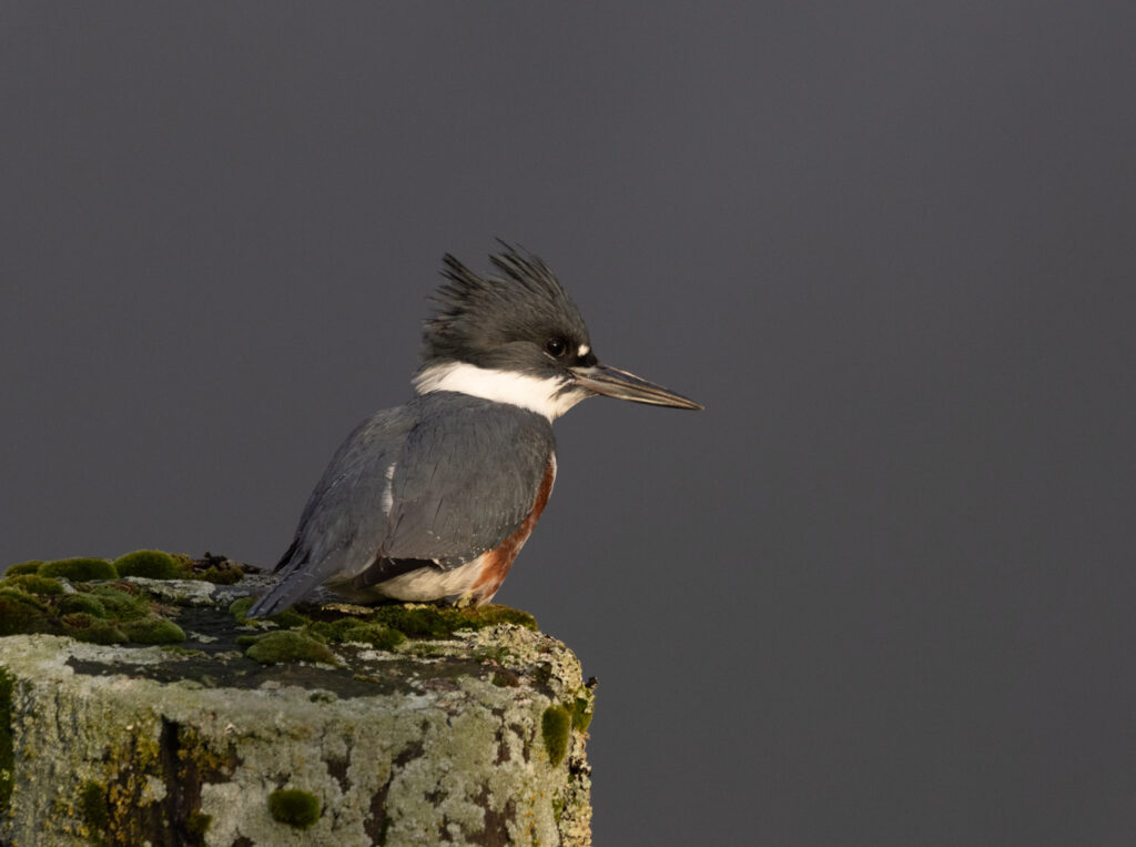 Belted Kingfisher