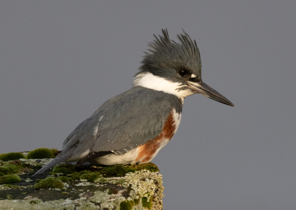 Belted Kingfisher