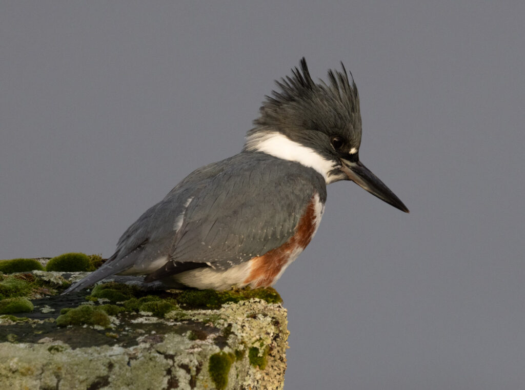 Belted Kingfisher