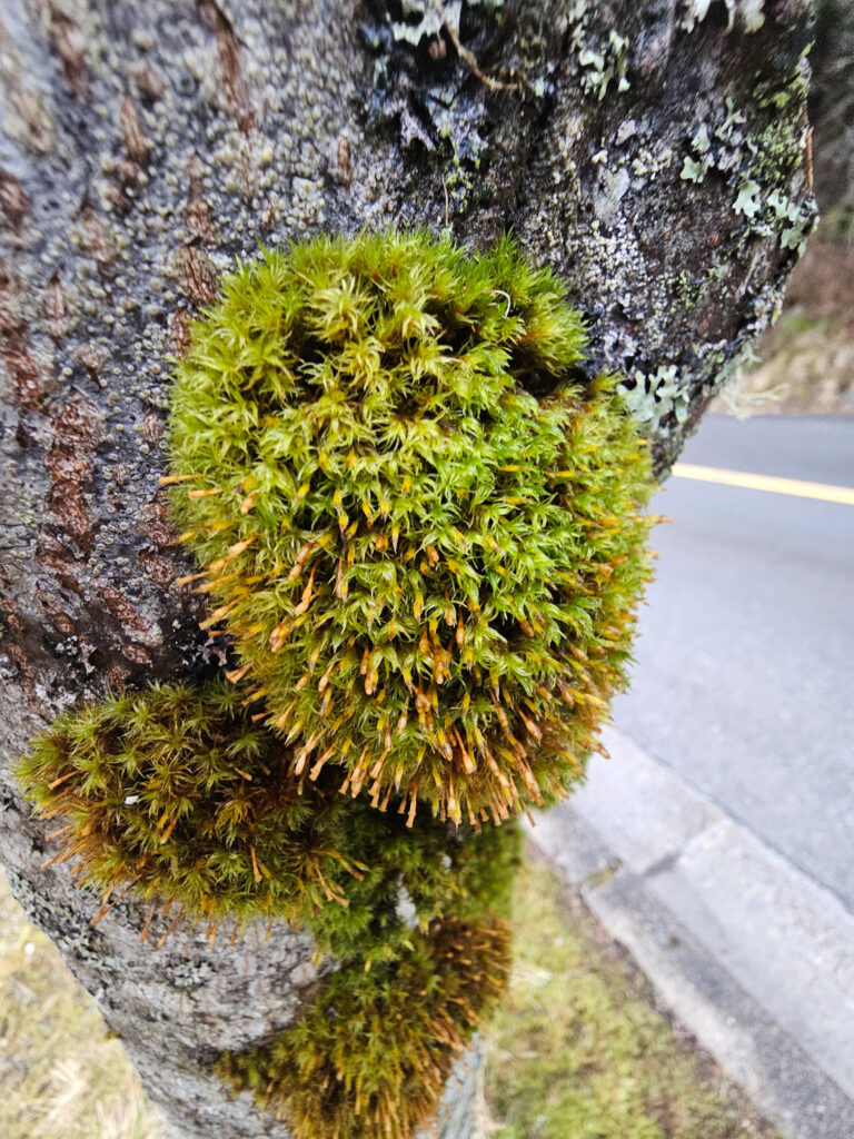 Moss (Orthotrichaceae) Tuft