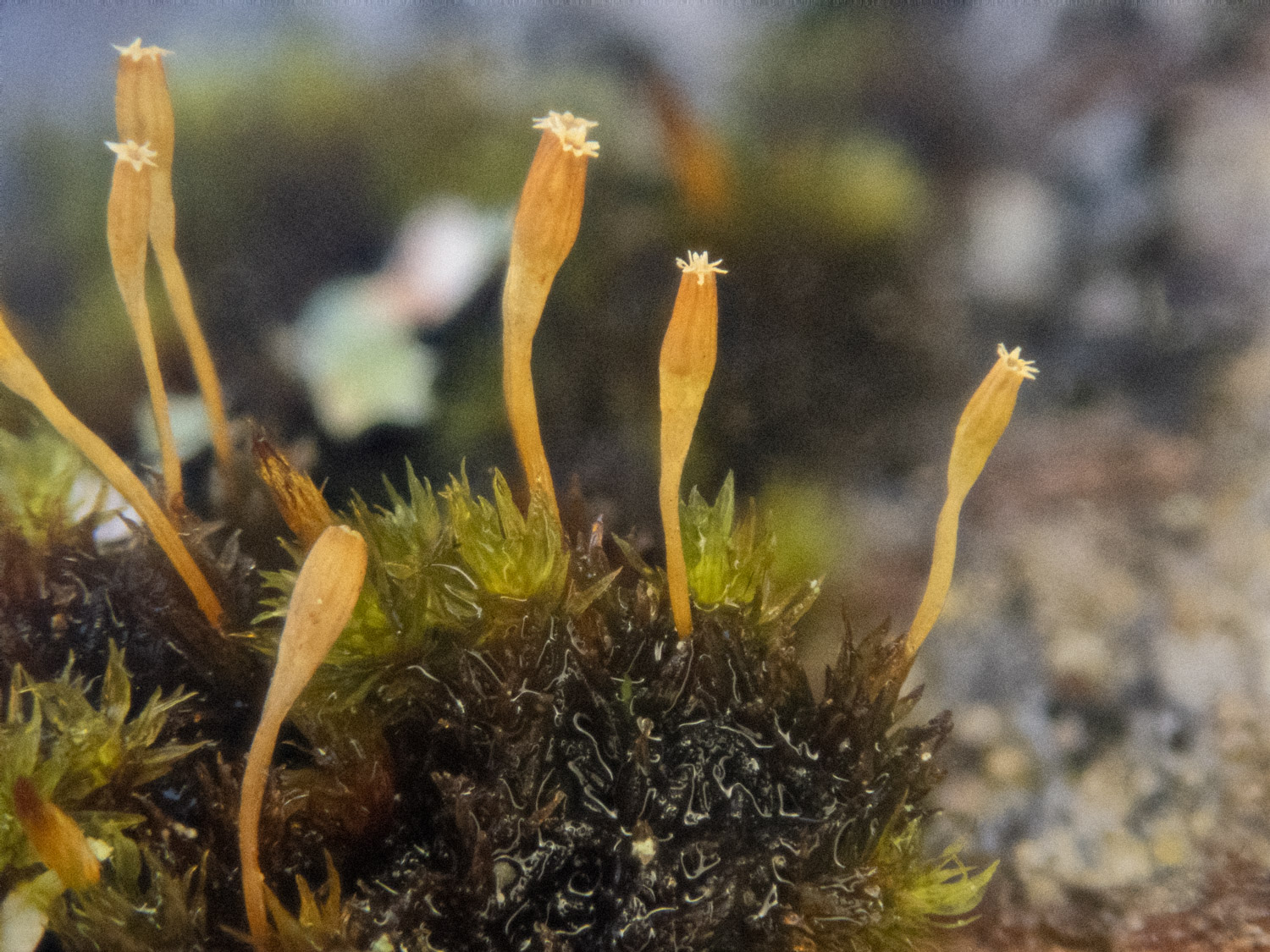 Moss (Orthotrichaceae) with Sporophytes