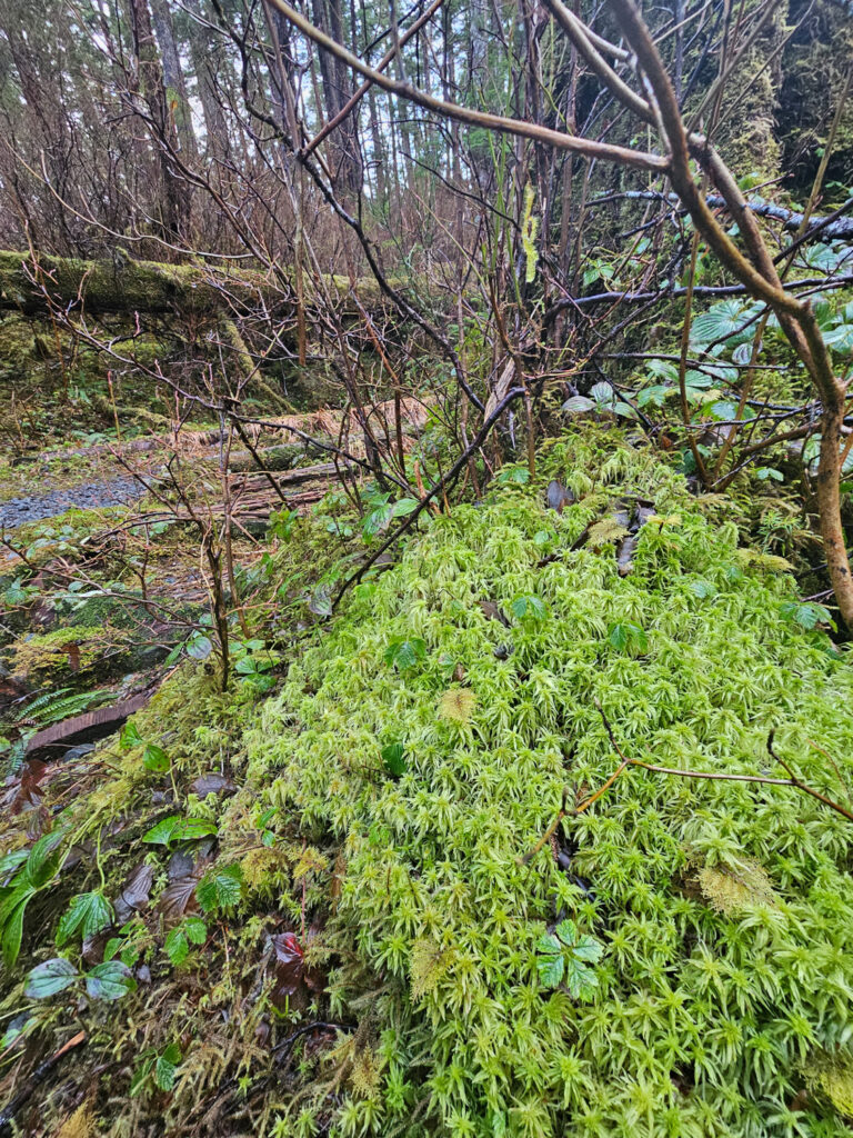 Forest Sphagnum