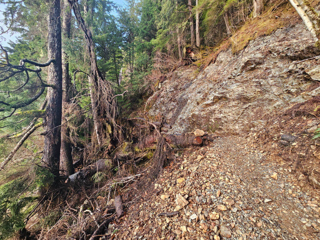 Fallen Tree