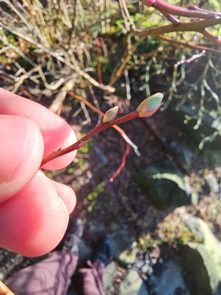 Bud Break on Blueberry