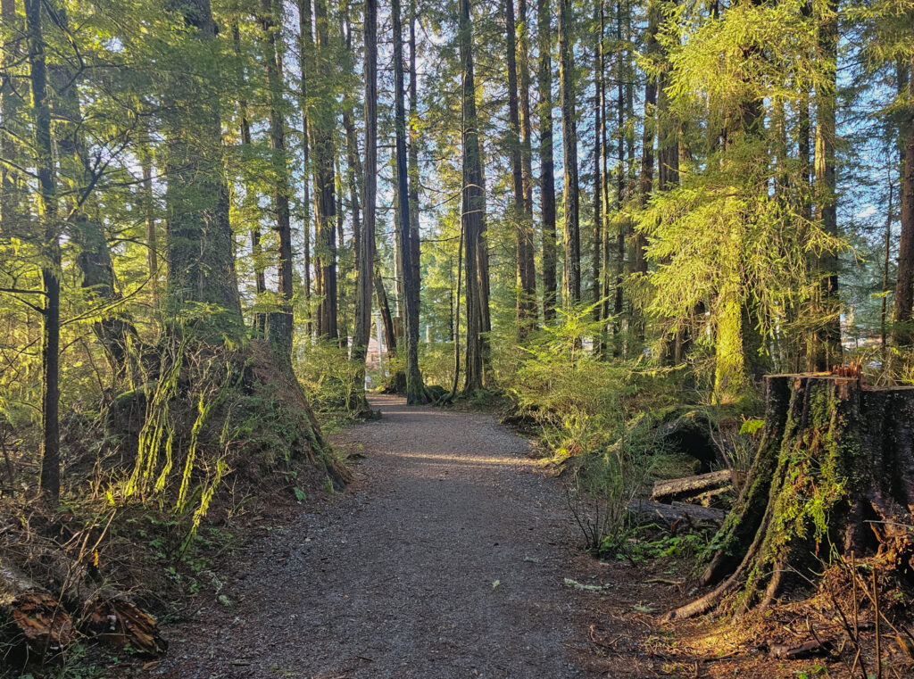 Forest Trail