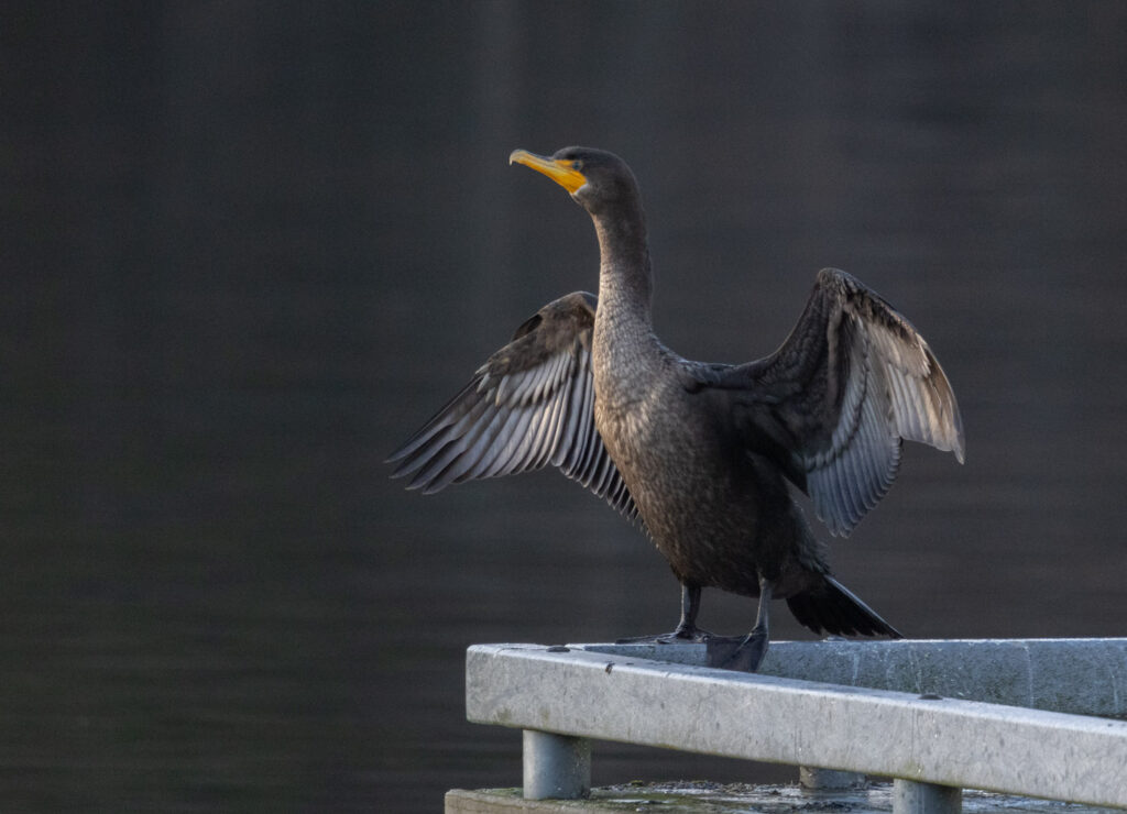 Double-crested Cormorant