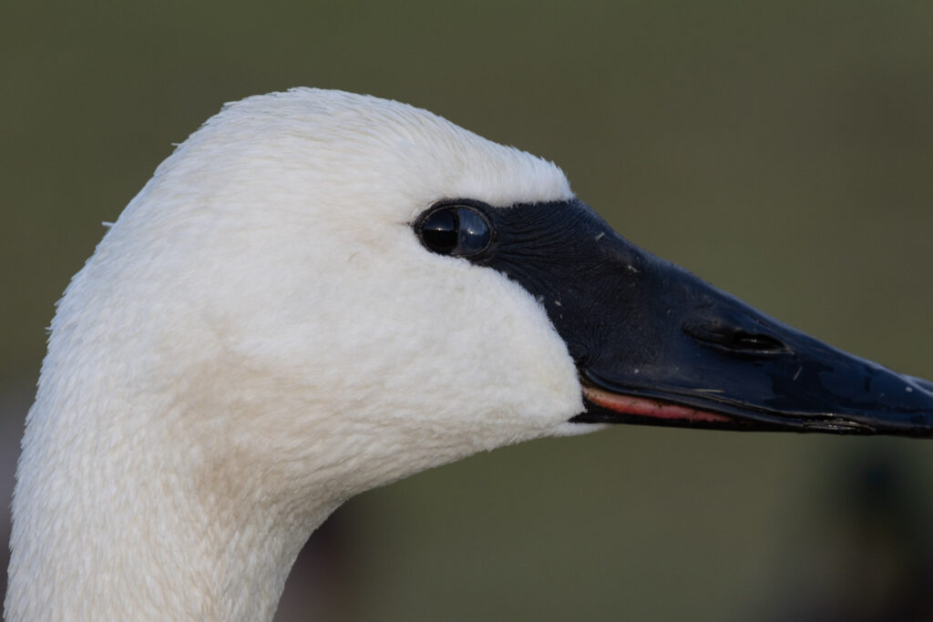 Trumpeter Swan