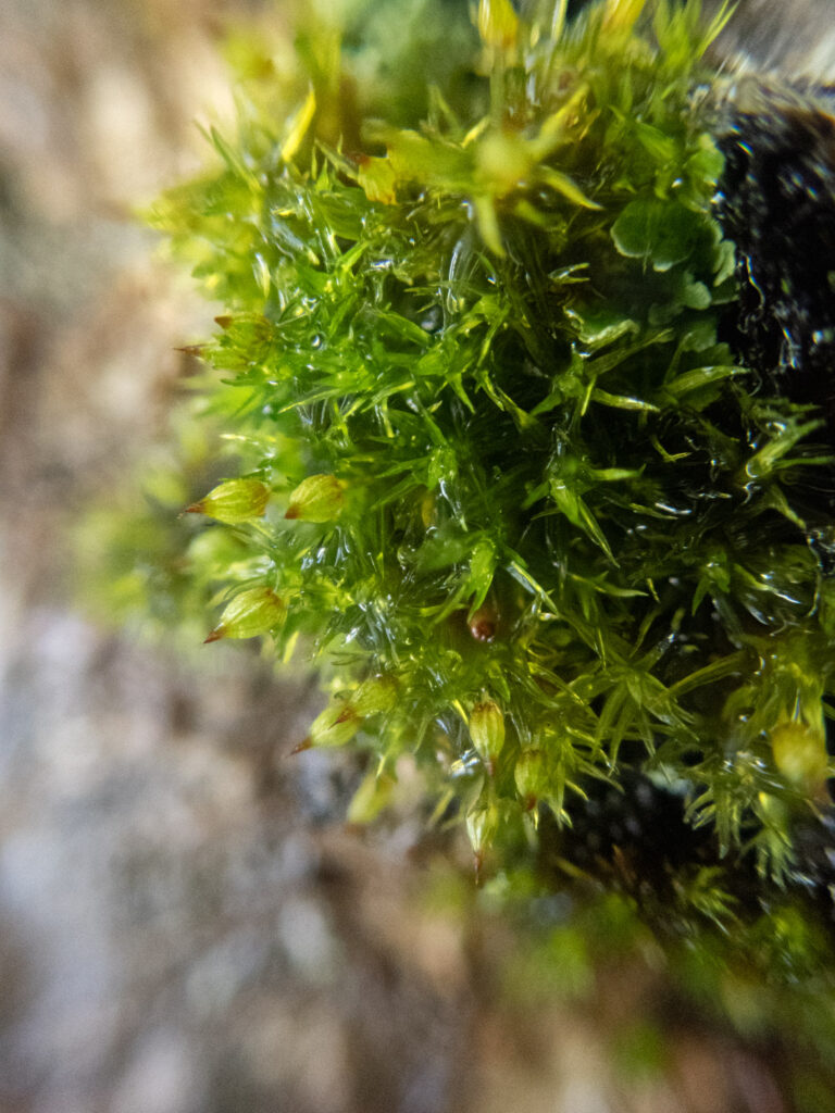 Orthotrichum