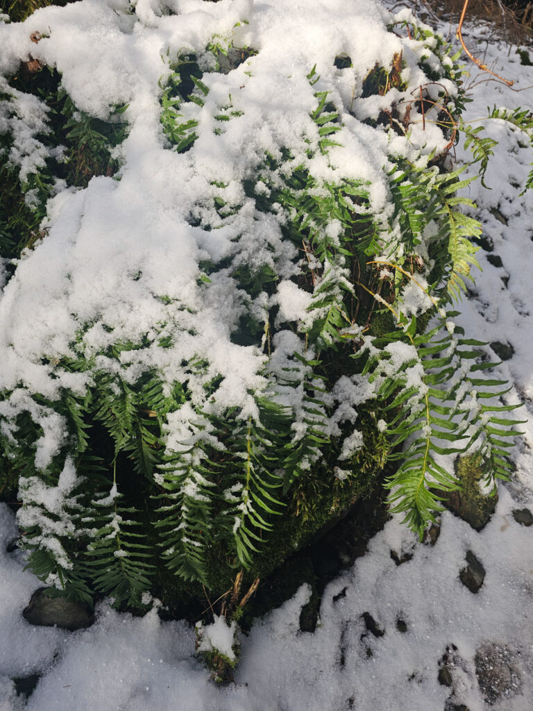 Snow-covered Licorice Fern