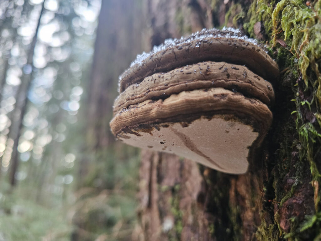 Artist's Conk (Ganoderma applanatum)