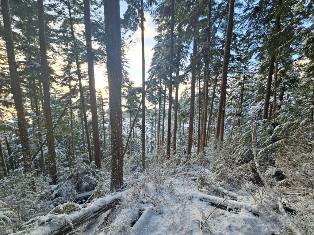 Snowy Forest