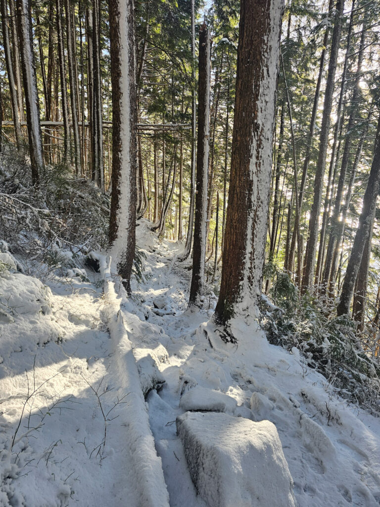 Snowy Forest