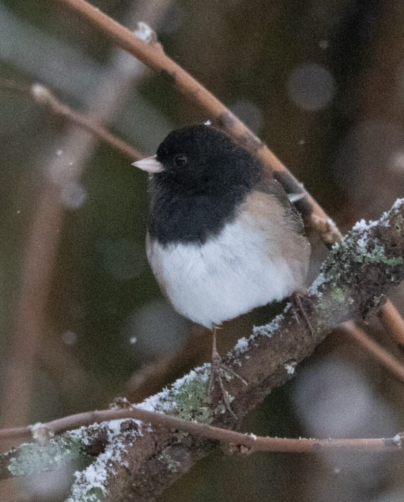 Dark-eyed Junco