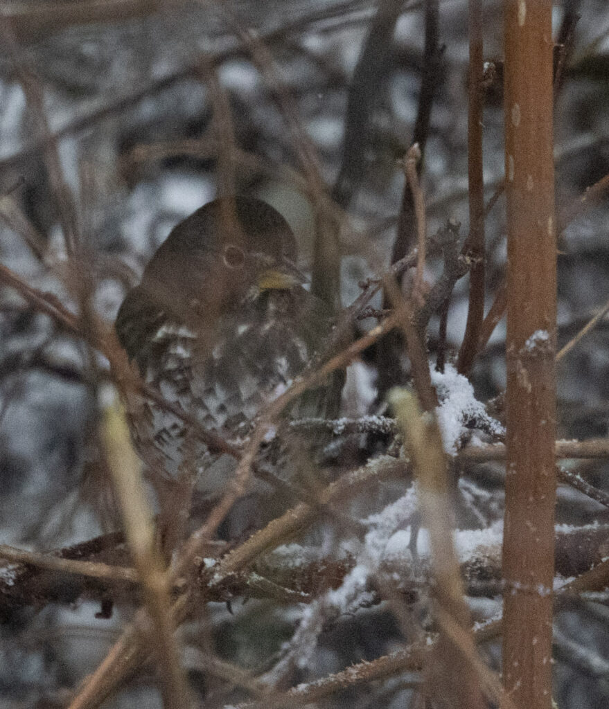 Fox Sparrow