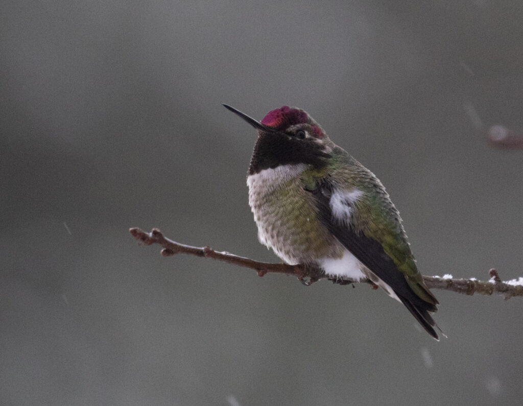 Anna's Hummingbird