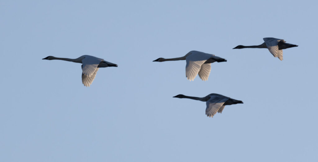 Trumpeter Swans