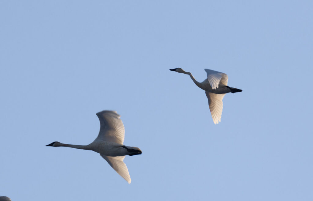 Crooked Neck Swan