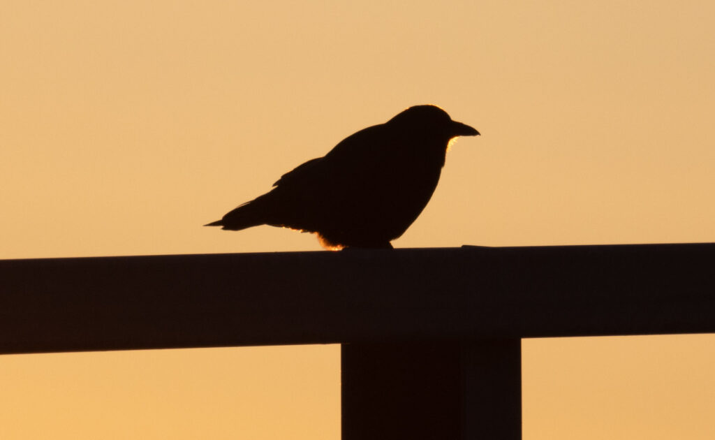 Sunset Crow