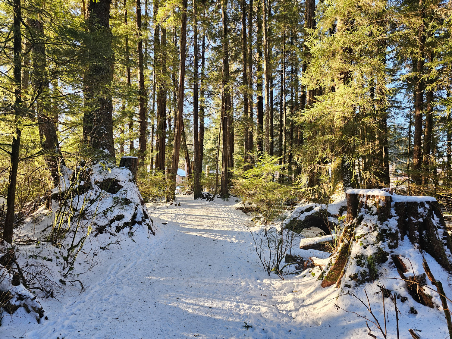 Snowy Trail