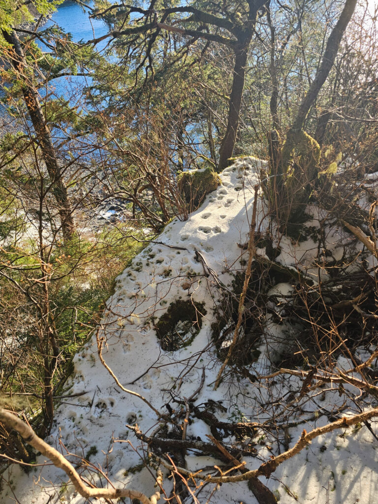 Deer Tracks on Ledge