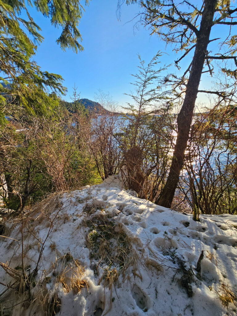 Deer Bed with a View