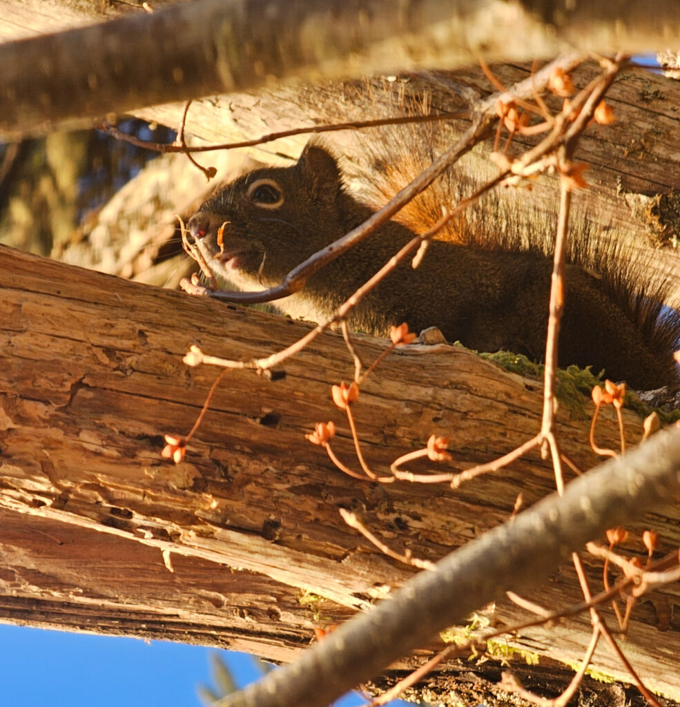 Red Squirrel