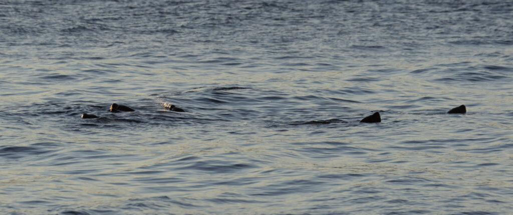 Steller Sea Lions