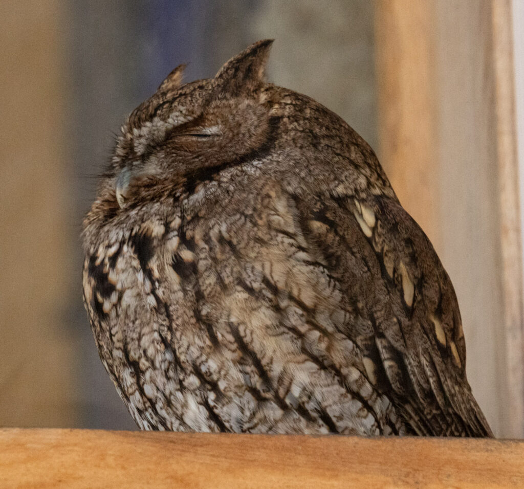 Western Screech-Owl