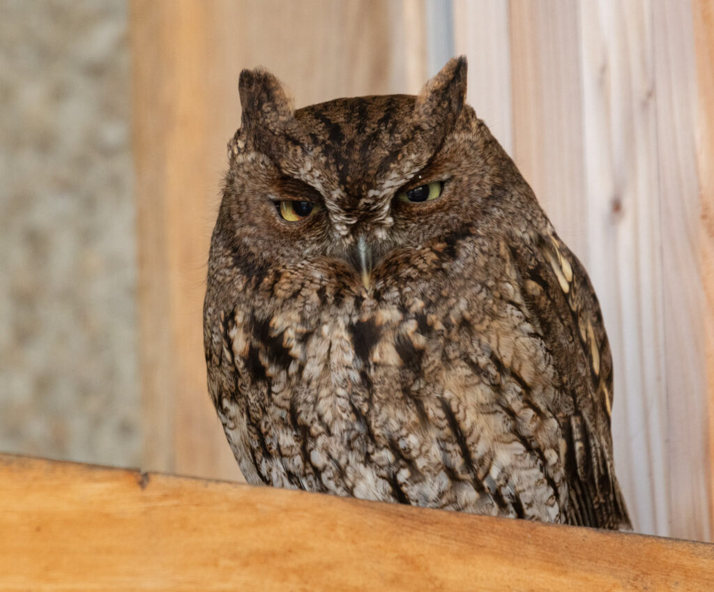 Western Screech-Owl