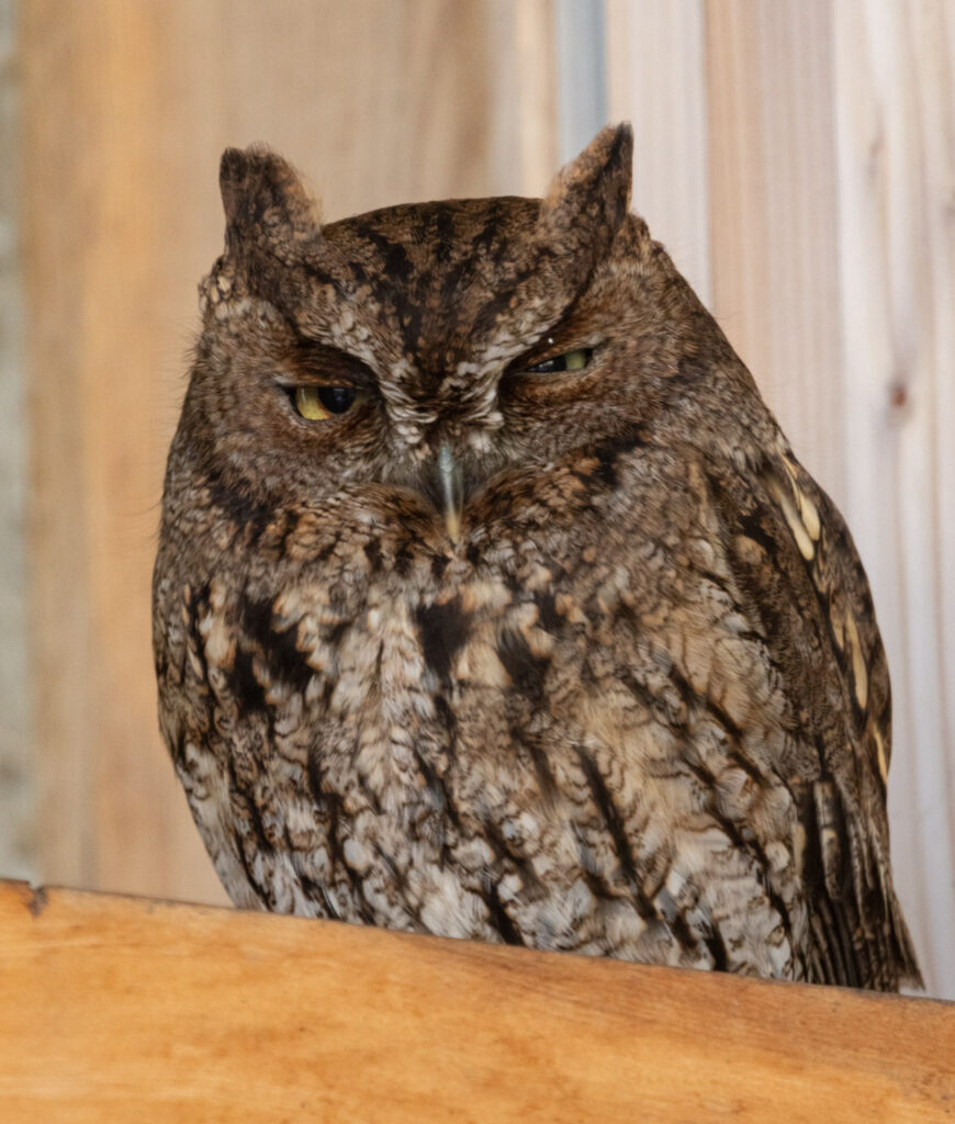 Western Screech-Owl