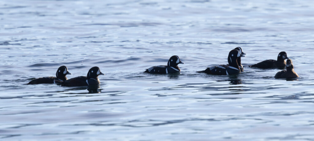 Harlequin Ducks