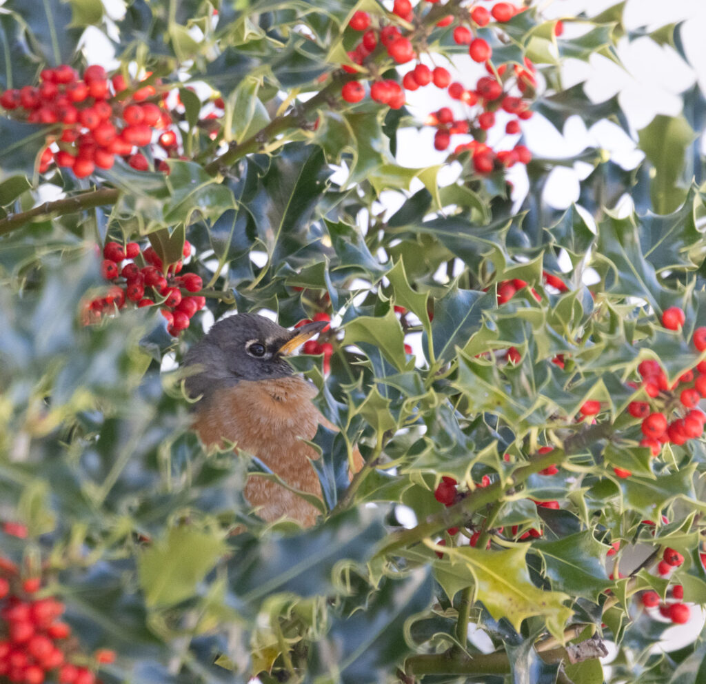 American Robin