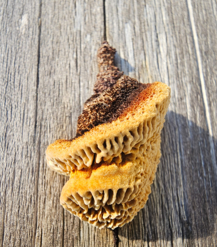 Gilled Polypore (Gloeophyllum sepiarium)