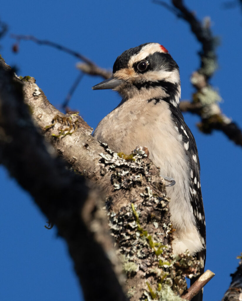 Hairy Woodpecker