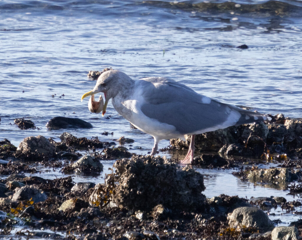 Gull with a Clam