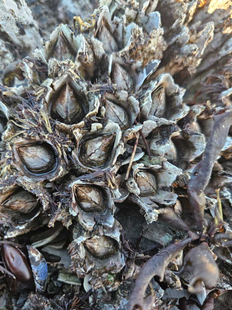 Thatched Barnacles (Semibalanus cariosus)