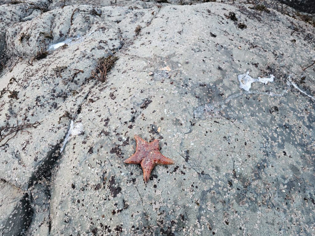 Leather Star (Dermasterias imbricata)