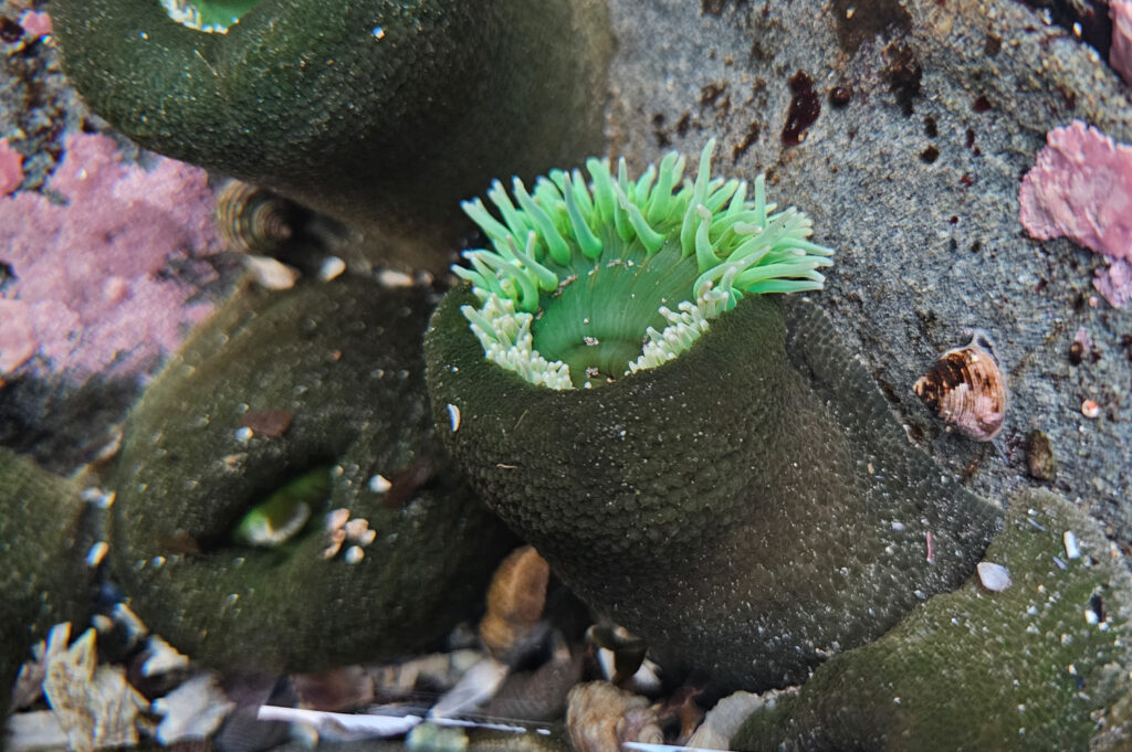 Green Anemones(Anthopleura xanthogrammica)