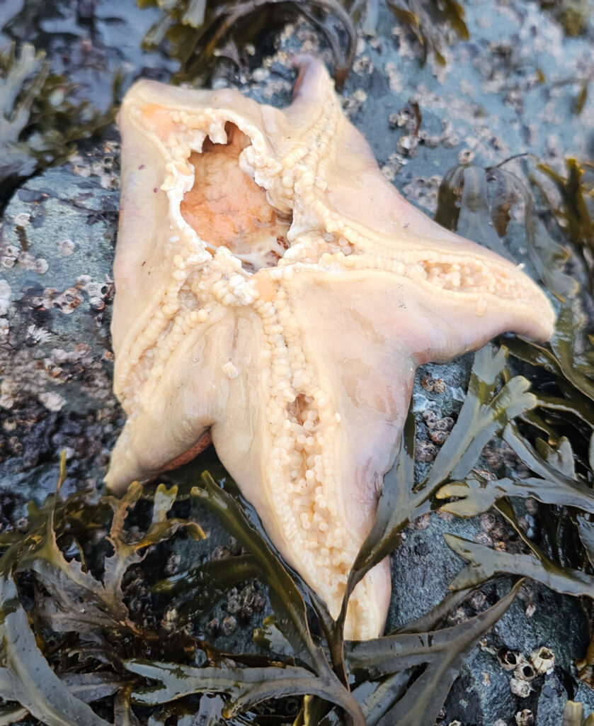 Partially Consumed Leather Star (<em>Dermasterias imbricata</em>)