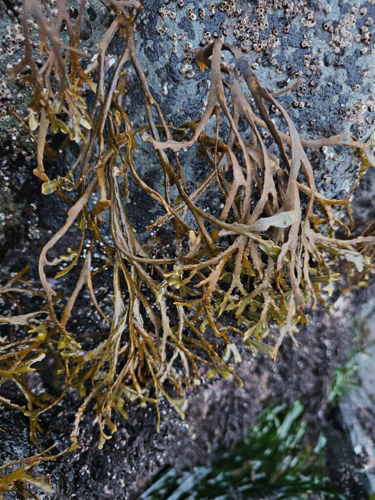 Worn Rockweed (<em>Fucus distichus</em>)