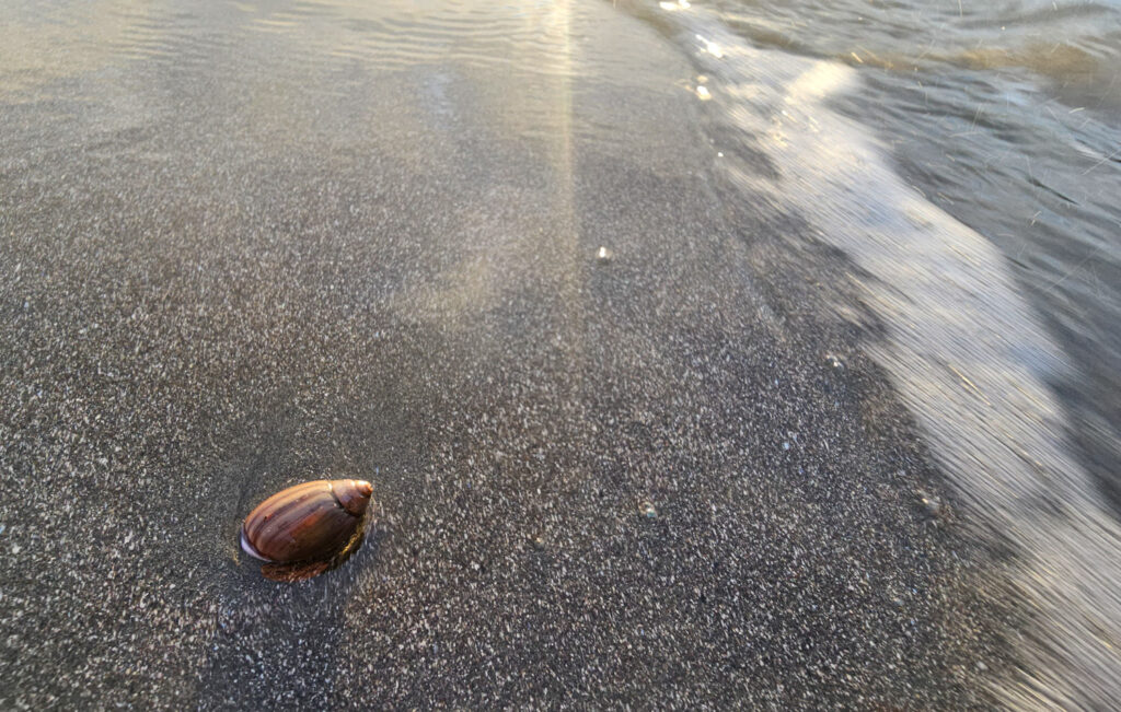 Purple Olive Snail (<em>Callianax biplicata</em>)