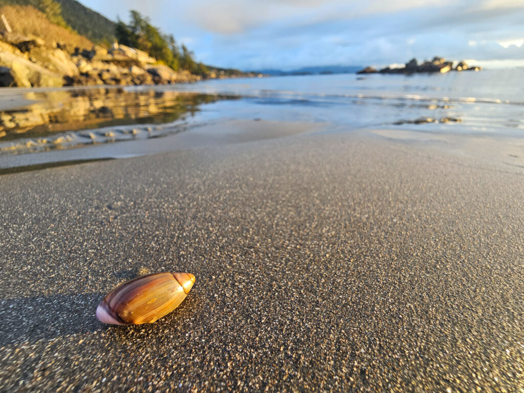 Purple Olive Snail (Callianax biplicata)