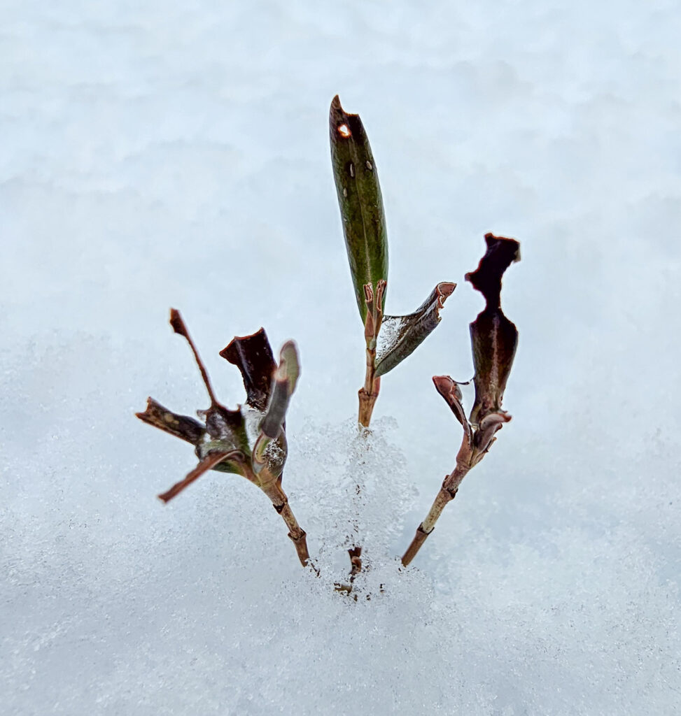 Bog Laurel Above the Snow