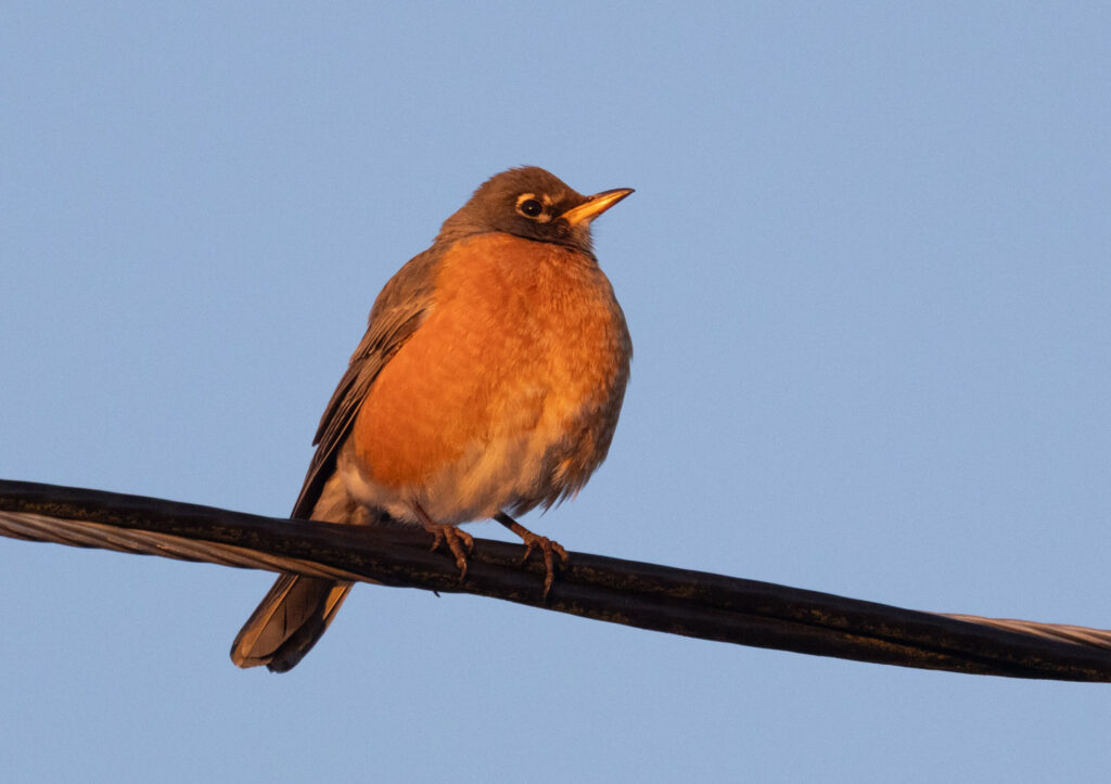 American Robin